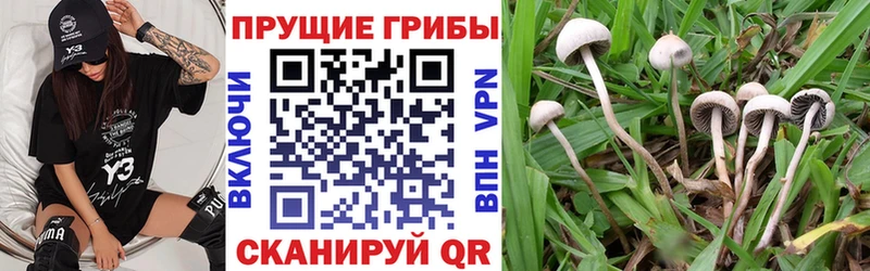 Галлюциногенные грибы Psilocybe  продажа наркотиков  Электросталь 